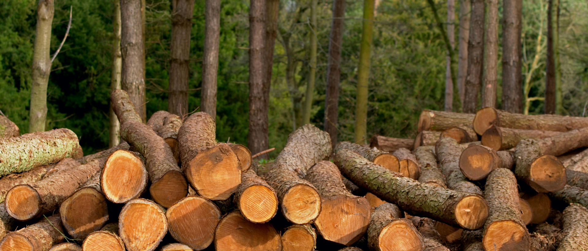 Logging